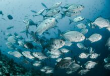 생산 줄어드는 어한기 대비, 정부 비축 수산물 5000톤 시중 공급 silver fishes underwater
